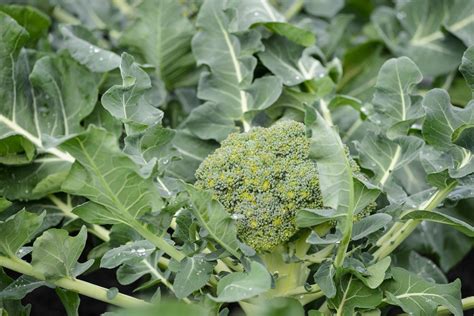 Green Magic Broccoli: A Nutritional Powerhouse for Growing Kids